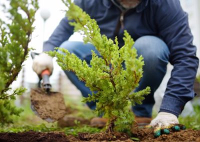 Heesters planten op de juiste manier: handleiding en tips